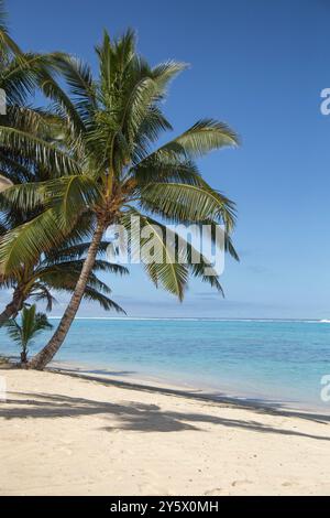 Palmier penché sur une plage tropicale tranquille avec des eaux bleues claires et du sable blanc, Titikaveka, Rarotonga, Îles Cook Banque D'Images