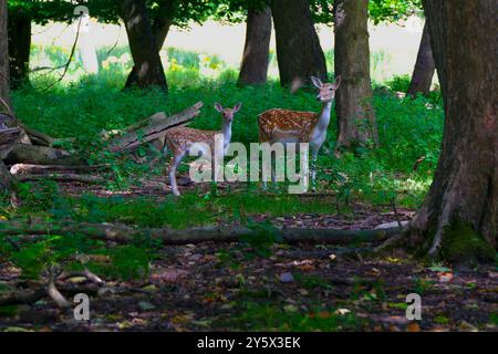 La biche en jachère et son fauve debout en alerte dans le défrichement des bois un matin d'été. Banque D'Images