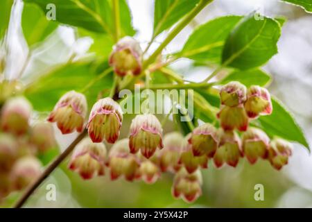 Enkianthus campanulatus, Nymans NT, Handcross, West Sussex, Angleterre, ROYAUME-UNI Banque D'Images