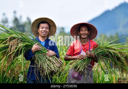 (240923) -- LIPING, 23 septembre 2024 (Xinhua) -- Yang Zhengxi (l) et un villageois montrent du riz paddy biologique récemment récolté dans un champ du village de Yangdong, ville de Shangzhong, comté de Liping, province du Guizhou, au sud-ouest de la Chine, 19 septembre 2024. Yang Zhengxi, 52 ans, originaire de la ville de Shangzhong dans le comté de Liping, est le premier diplômé de son village. Yang a servi comme fonctionnaire de base pendant des années après l'obtention de son diplôme. En 2012, Yang a démissionné de son emploi et a été déterminé à se concentrer sur la recherche et la protection des anciennes variétés de cultures telles que le riz, les haricots, les légumes, etc Dans le passé Banque D'Images