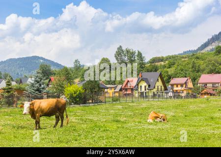 Vache brune devant des maisons colorées à Cerveny Klastor, Slovaquie Banque D'Images
