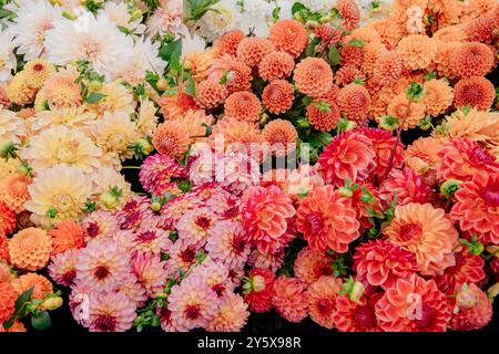 Un affichage vibrant de dahlias assortis en pleine floraison avec un mélange de couleurs orange, rose et blanc. Banque D'Images