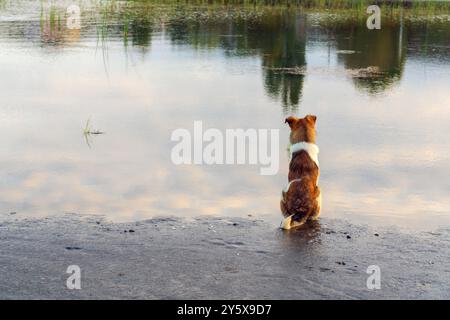 Un chien attend son propriétaire pêcheur sur la rive de la rivière Banque D'Images