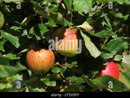 Un gros plan du pommier Malus domestica 'Cox's Orange Pippin' en automne Banque D'Images