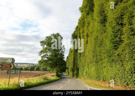 La haie de hêtre de Meikleour, à quatre kilomètres au sud de Blairgowrie, est la plus longue haie de Grande-Bretagne et la plus haute du genre au monde Banque D'Images