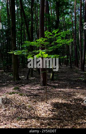 Petit jeune arbre à larges feuilles en plein soleil et dans des couleurs vertes vives représentant la reforestation devant une forêt vert foncé comme arrière-plan Banque D'Images