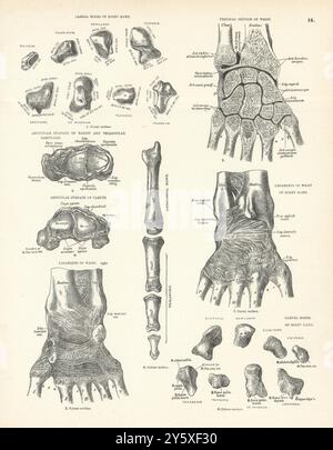 Anatomie. Os carpiens, ligaments du poignet, rayon, cartilage, phalanges 1880 Banque D'Images