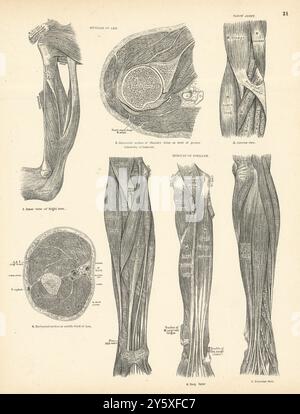 Anatomie. Muscles du bras, avant-bras, coude joint 1880 ancienne photo d'impression antique Banque D'Images