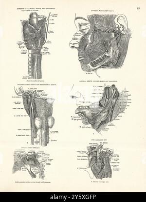 Anatomie. Larynx, maxillaire, pneumogastrique, nerfs hypoglosse 1880 impression Banque D'Images