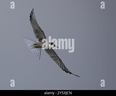 Un oiseau de sterne gracieux en vol contre un ciel dégagé. Banque D'Images