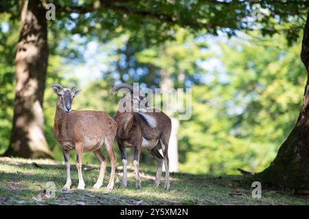 Mouflon avec bois dans la forêt, faune dans la forêt, Ovis gmelini animal, habitat de la faune, chèvre sauvage Banque D'Images