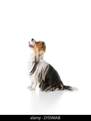 Adorable, petit et moelleux chien Biewer Yorkshire Terrier assis calmement et regardant vers le haut isolé sur fond blanc de studio Banque D'Images