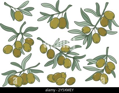 Olives vertes mûres ensemble de couleurs dessinées à la main Illustration de Vecteur