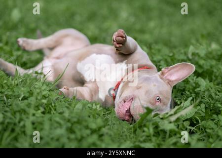 Un tyran américain ludique roule joyeusement dans un champ verdoyant, se prélassant dans la chaleur d'un après-midi ensoleillé Banque D'Images