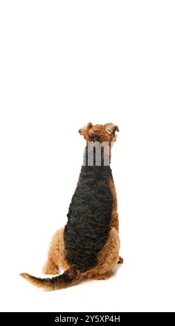 Curieux Airedale Terrier est assis sur ses pattes arrière, levant les yeux avec une expression pleine d'espoir, comme s'il attendait une friandise sur fond blanc de studio. Banque D'Images