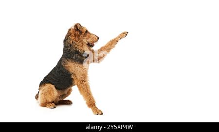 Joueuse Airedale Terrier, pleine d'énergie, s'assoit sur ses pattes arrière et tend la main avec la patte, comme si elle disait, attrape-moi si tu peux contre White studio Banque D'Images