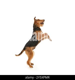 L'Airedale Terrier ludique se tient debout sur ses pattes arrière. Sa langue est lâche dans l'excitation, et ses yeux sont pleins de joie contre le studio blanc Banque D'Images