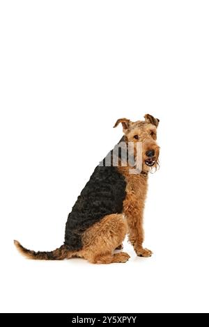 Curieux Airedale Terrier est assis sur les pattes arrière, regardant par-dessus son épaule avec un sourire espiègle. Chien à fourrure moelleuse et expression ludique contre le blanc Banque D'Images