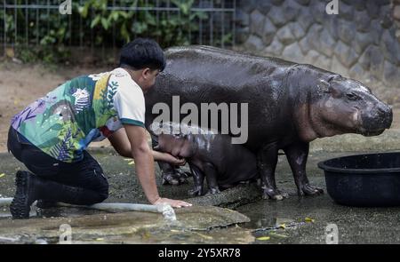 Un gardien de zoo joue avec un hippopotame pygmée féminin nommé « Moo Deng », ce qui signifie que le porc rebondit sur le sol au Khao Kheow Open Zoo, dans la province de Chonburi, à l'est de Bangkok. La nouvelle star du zoo ouvert de Khao Kheow est un hippopotame pygmée femelle. Né le 10 juillet 2024 d'une mère nommée Jona, 25 ans, et d'un père nommé Tony, 24 ans, le cochon gonflable est le 7ème animal du zoo ouvert de Khao Kheow de ces parents. Banque D'Images