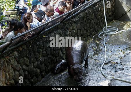 Un hippopotame pygmée femelle nommé 'Moo Deng', qui signifie Pork Bouncy marche avec sa mère Jona, 25 ans, au zoo ouvert de Khao Kheow, dans la province de Chonburi, à l'est de Bangkok. La nouvelle star du zoo ouvert de Khao Kheow est un hippopotame pygmée femelle. Né le 10 juillet 2024 d'une mère nommée Jona, 25 ans, et d'un père nommé Tony, 24 ans, le cochon gonflable est le 7ème animal du zoo ouvert de Khao Kheow de ces parents. Banque D'Images