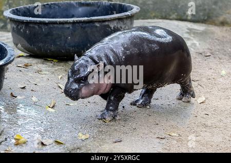 Un hippopotame pygmée femelle nommé 'Moo Deng', qui signifie que le porc rebondit marche à l'intérieur d'une cage au zoo ouvert de Khao Kheow, dans la province de Chonburi, à l'est de Bangkok. La nouvelle star du zoo ouvert de Khao Kheow est un hippopotame pygmée femelle. Né le 10 juillet 2024 d'une mère nommée Jona, 25 ans, et d'un père nommé Tony, 24 ans, le cochon gonflable est le 7ème animal du zoo ouvert de Khao Kheow de ces parents. (Photo de Chaiwat Subprasom / SOPA images / SIPA USA) Banque D'Images