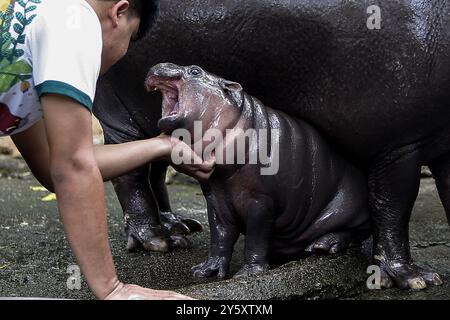 8 septembre 2024, Chonburi, Thaïlande : un gardien de zoo joue avec un hippopotame pygmée féminin nommé ''Moo Deng'', ce qui signifie rebondissement du porc couché sur le sol au zoo ouvert de Khao Kheow, dans la province de Chonburi, à l'est de Bangkok. La nouvelle star du zoo ouvert de Khao Kheow est un hippopotame pygmée femelle. Né le 10 juillet 2024 d'une mère nommée Jona, 25 ans, et d'un père nommé Tony, 24 ans, le cochon gonflable est le 7ème animal du zoo ouvert de Khao Kheow de ces parents. (Crédit image : © Chaiwat Subprasom/SOPA images via ZUMA Press Wire) USAGE ÉDITORIAL SEULEMENT! Non destiné à UN USAGE commercial ! Banque D'Images