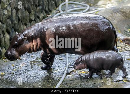 8 septembre 2024, Chonburi, Thaïlande : une hippopotame pygmée femelle nommée ''Moo Deng'', ce qui signifie que le porc se promène avec sa mère Jona, 25 ans, au zoo ouvert de Khao Kheow, dans la province de Chonburi, à l'est de Bangkok. La nouvelle star du zoo ouvert de Khao Kheow est un hippopotame pygmée femelle. Né le 10 juillet 2024 d'une mère nommée Jona, 25 ans, et d'un père nommé Tony, 24 ans, le cochon gonflable est le 7ème animal du zoo ouvert de Khao Kheow de ces parents. (Crédit image : © Chaiwat Subprasom/SOPA images via ZUMA Press Wire) USAGE ÉDITORIAL SEULEMENT! Non destiné à UN USAGE commercial ! Banque D'Images