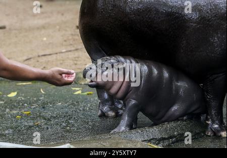 8 septembre 2024, Chonburi, Thaïlande : un gardien de zoo joue avec un hippopotame pygmée féminin nommé ''Moo Deng'', ce qui signifie rebondissement du porc couché sur le sol au zoo ouvert de Khao Kheow, dans la province de Chonburi, à l'est de Bangkok. La nouvelle star du zoo ouvert de Khao Kheow est un hippopotame pygmée femelle. Né le 10 juillet 2024 d'une mère nommée Jona, 25 ans, et d'un père nommé Tony, 24 ans, le cochon gonflable est le 7ème animal du zoo ouvert de Khao Kheow de ces parents. (Crédit image : © Chaiwat Subprasom/SOPA images via ZUMA Press Wire) USAGE ÉDITORIAL SEULEMENT! Non destiné à UN USAGE commercial ! Banque D'Images