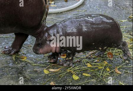 Chonburi, Thaïlande. 8 septembre 2024. Une hippopotame pygmée femelle nommée ''Moo Deng'', ce qui signifie Pork Bouncy marche avec sa mère Jona, 25 ans, au zoo ouvert de Khao Kheow, dans la province de Chonburi, à l'est de Bangkok. La nouvelle star du zoo ouvert de Khao Kheow est un hippopotame pygmée femelle. Né le 10 juillet 2024 d'une mère nommée Jona, 25 ans, et d'un père nommé Tony, 24 ans, le cochon gonflable est le 7ème animal du zoo ouvert de Khao Kheow de ces parents. (Crédit image : © Chaiwat Subprasom/SOPA images via ZUMA Press Wire) USAGE ÉDITORIAL SEULEMENT! Non destiné à UN USAGE commercial ! Banque D'Images