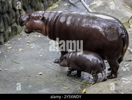 Chonburi, Thaïlande. 8 septembre 2024. Une hippopotame pygmée femelle nommée ''Moo Deng'', ce qui signifie Pork Bouncy marche avec sa mère Jona, 25 ans, au zoo ouvert de Khao Kheow, dans la province de Chonburi, à l'est de Bangkok. La nouvelle star du zoo ouvert de Khao Kheow est un hippopotame pygmée femelle. Né le 10 juillet 2024 d'une mère nommée Jona, 25 ans, et d'un père nommé Tony, 24 ans, le cochon gonflable est le 7ème animal du zoo ouvert de Khao Kheow de ces parents. (Crédit image : © Chaiwat Subprasom/SOPA images via ZUMA Press Wire) USAGE ÉDITORIAL SEULEMENT! Non destiné à UN USAGE commercial ! Banque D'Images