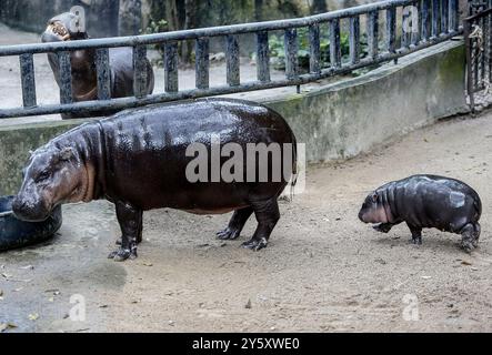 Chonburi, Thaïlande. 8 septembre 2024. Une hippopotame pygmée femelle nommée ''Moo Deng'', ce qui signifie Pork Bouncy marche avec sa mère Jona, 25 ans, au zoo ouvert de Khao Kheow, dans la province de Chonburi, à l'est de Bangkok. La nouvelle star du zoo ouvert de Khao Kheow est un hippopotame pygmée femelle. Né le 10 juillet 2024 d'une mère nommée Jona, 25 ans, et d'un père nommé Tony, 24 ans, le cochon gonflable est le 7ème animal du zoo ouvert de Khao Kheow de ces parents. (Crédit image : © Chaiwat Subprasom/SOPA images via ZUMA Press Wire) USAGE ÉDITORIAL SEULEMENT! Non destiné à UN USAGE commercial ! Banque D'Images