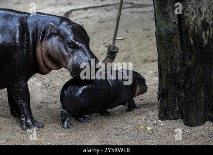 Chonburi, Thaïlande. 8 septembre 2024. Une hippopotame pygmée femelle nommée ''Moo Deng'', ce qui signifie Pork Bouncy marche avec sa mère Jona, 25 ans, au zoo ouvert de Khao Kheow, dans la province de Chonburi, à l'est de Bangkok. La nouvelle star du zoo ouvert de Khao Kheow est un hippopotame pygmée femelle. Né le 10 juillet 2024 d'une mère nommée Jona, 25 ans, et d'un père nommé Tony, 24 ans, le cochon gonflable est le 7ème animal du zoo ouvert de Khao Kheow de ces parents. (Crédit image : © Chaiwat Subprasom/SOPA images via ZUMA Press Wire) USAGE ÉDITORIAL SEULEMENT! Non destiné à UN USAGE commercial ! Banque D'Images