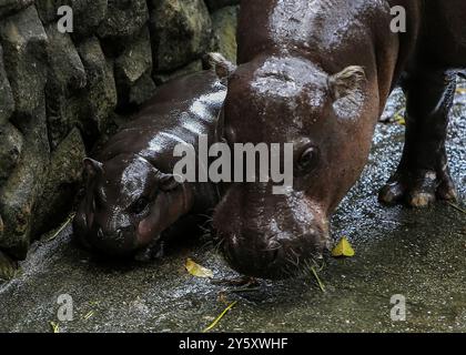 Chonburi, Thaïlande. 8 septembre 2024. Une hippopotame pygmée femelle nommée ''Moo Deng'', ce qui signifie Pork Bouncy marche avec sa mère Jona, 25 ans, au zoo ouvert de Khao Kheow, dans la province de Chonburi, à l'est de Bangkok. La nouvelle star du zoo ouvert de Khao Kheow est un hippopotame pygmée femelle. Né le 10 juillet 2024 d'une mère nommée Jona, 25 ans, et d'un père nommé Tony, 24 ans, le cochon gonflable est le 7ème animal du zoo ouvert de Khao Kheow de ces parents. (Crédit image : © Chaiwat Subprasom/SOPA images via ZUMA Press Wire) USAGE ÉDITORIAL SEULEMENT! Non destiné à UN USAGE commercial ! Banque D'Images