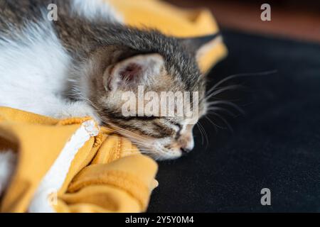 Gros plan d'un chaton mignon dormant sur une couverture jaune douce, capturant un moment serein et paisible. L'image évoque des sentiments de chaleur, de confort et Banque D'Images