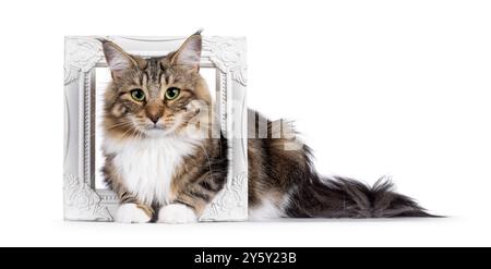 Chaton norvégien Forestcat tched noir doux tabby, couché à travers le cadre blanc. Regarder vers la caméra avec des yeux verts fascinants. Banque D'Images
