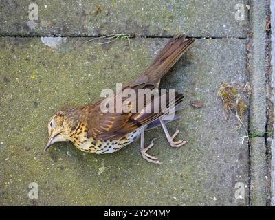 un muguet de chant mort sur le bord de la route dans un quartier résidentiel. Il a été enregistré pour observation et documentation, montrant des speci d'oiseaux urbains Banque D'Images