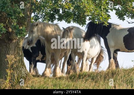 Chevaux (poneys) s'abritant sous un chêne. Banque D'Images