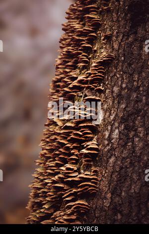 Des masses de champignons de plateau poussent sur le tronc d'arbre Banque D'Images