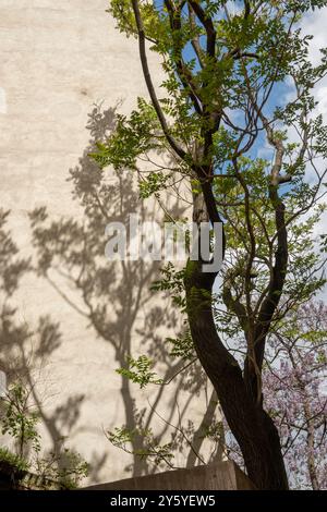 Arbre et c'est ombre sur un mur Banque D'Images