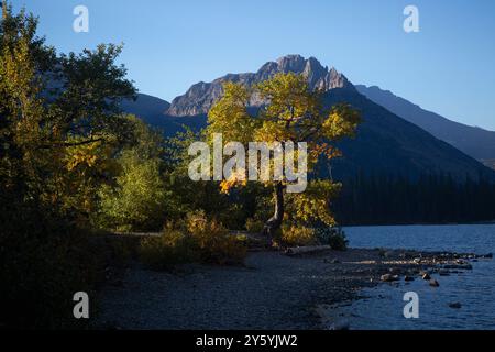 La lumière du soleil illumine les hauteurs de Never Laughs Mountain et souligne la couleur automnale sur les arbres le long du lac Two Medicine, parc national des glaciers, MT. Banque D'Images