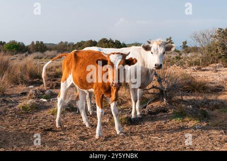 Jeune veau orange avec des taches blanches et des pattes à côté de la vache mère blanche regarder la caméra Banque D'Images