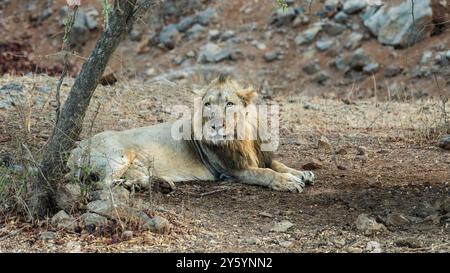 Roi de la forêt reposant sous un arbre. Le lion asiatique, une sous-espèce du lion, se trouve exclusivement dans le parc national de Gir, Gujarat, Inde. Banque D'Images