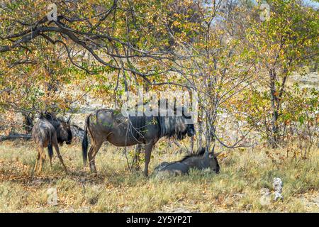 Famille d'antilopes de gnous ou gnus dans le parc national d'Etosha, Namibie, Afrique Banque D'Images