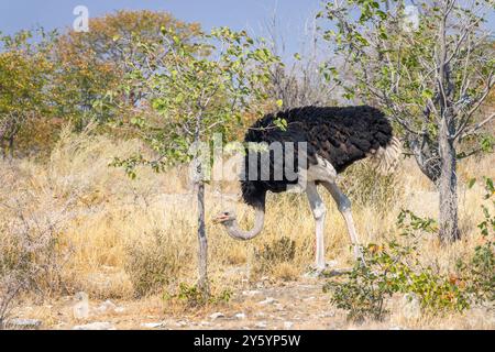 Autruche dans le parc national d'Etosha, Namibie faune et chasse au gibier, Afrique Banque D'Images