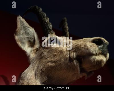 Tête de cerf farcie dans un musée des Alpes italiennes Banque D'Images