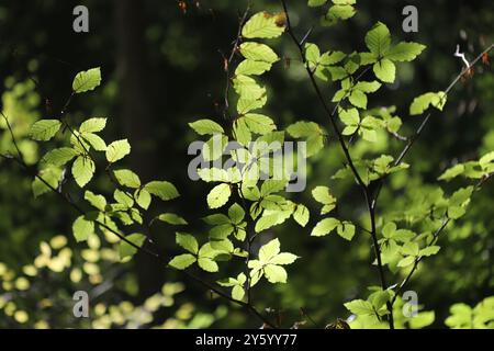 Feuilles vertes de hêtre européen (Fagus sylvatica) Banque D'Images