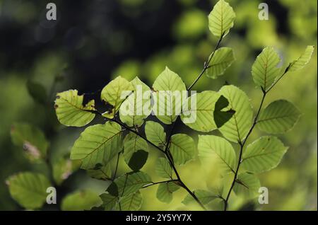 Feuilles vertes de hêtre européen (Fagus sylvatica) Banque D'Images