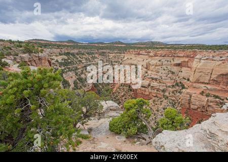 Point de vue de Cold Shivers sur le bord des falaises de grès de Columbus Canyon dans le Colorado National Monument Banque D'Images