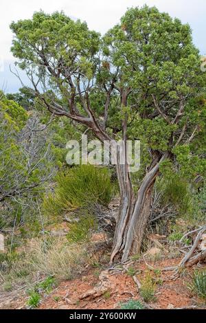 Vieil arbre de genévrier noué dans un fourré vert sur le bord du Colorado National Monument Banque D'Images