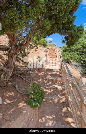 Des escaliers de blocs de grès montent le long de la rive du canyon, encadrés par un vieil arbre de genévrier au Colorado National Monument Banque D'Images